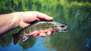 Brook-Trout