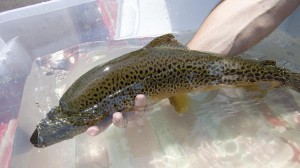 Memorial Brown Trout from 2016